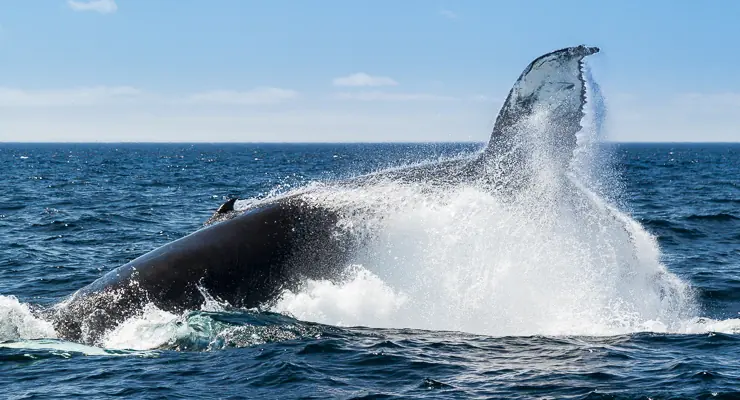 Witless Bay Ecological Reserve
